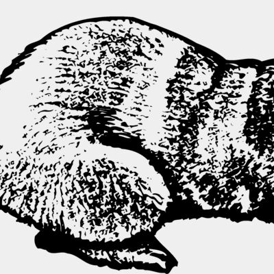 OTTER001 Thumbnail