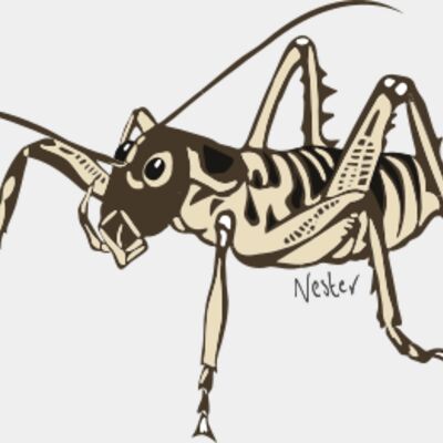 Pocket Weta Thumbnail