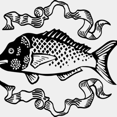 snapper digitees Thumbnail